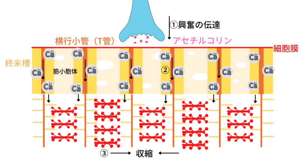 悪性高熱症とは～病態生理から対策まで - ERナースとっさんの勉強ブログ